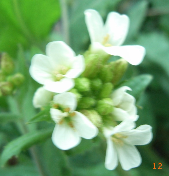 Arabis turrita